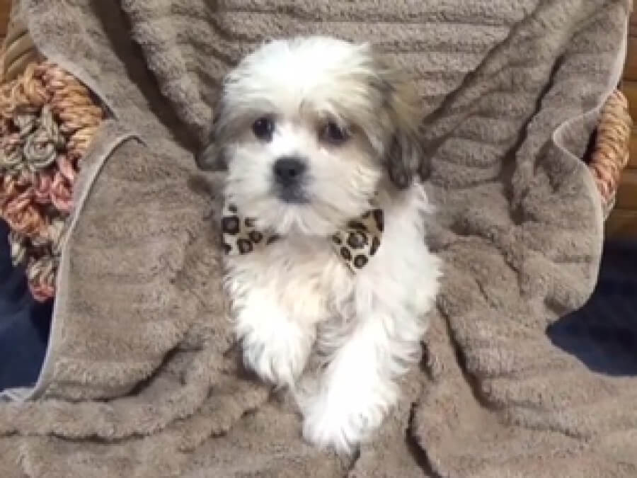 imperial teddy bear dog