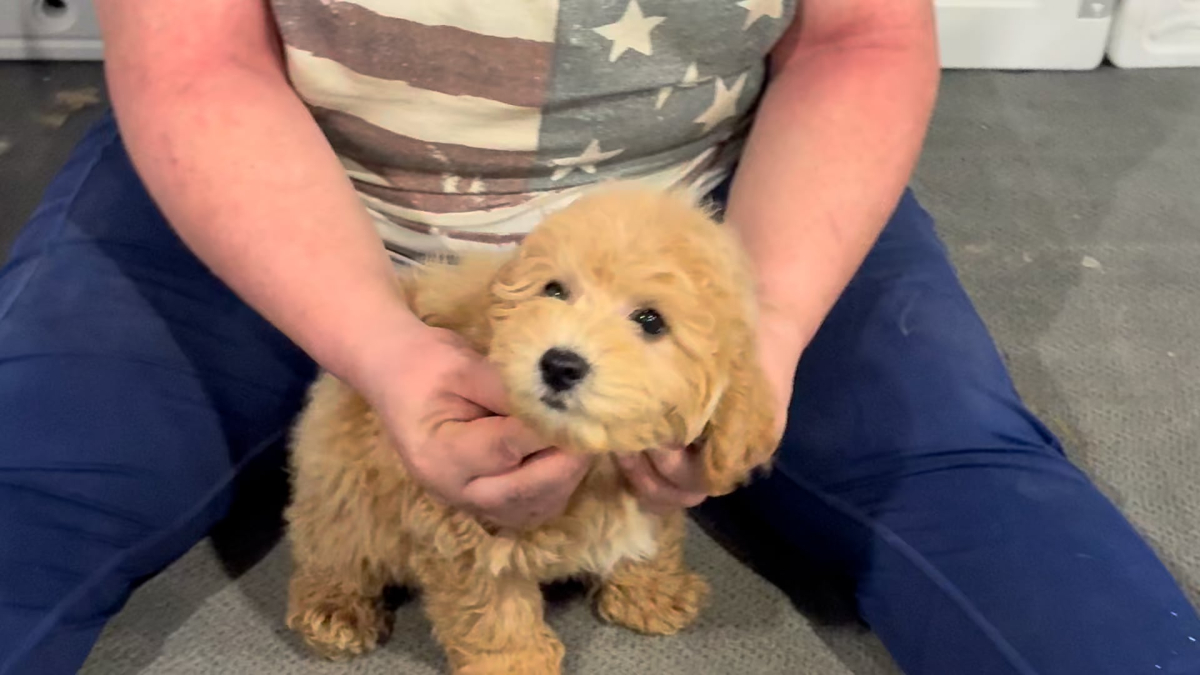 Cavapoo M 4889