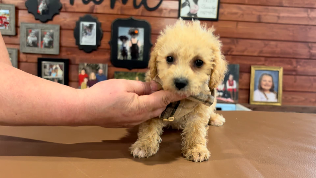 Maltipoo Male 5049