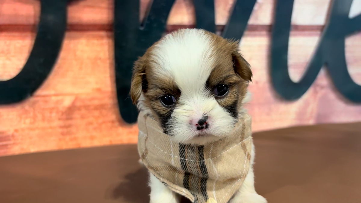 Shih Tzu M 5056