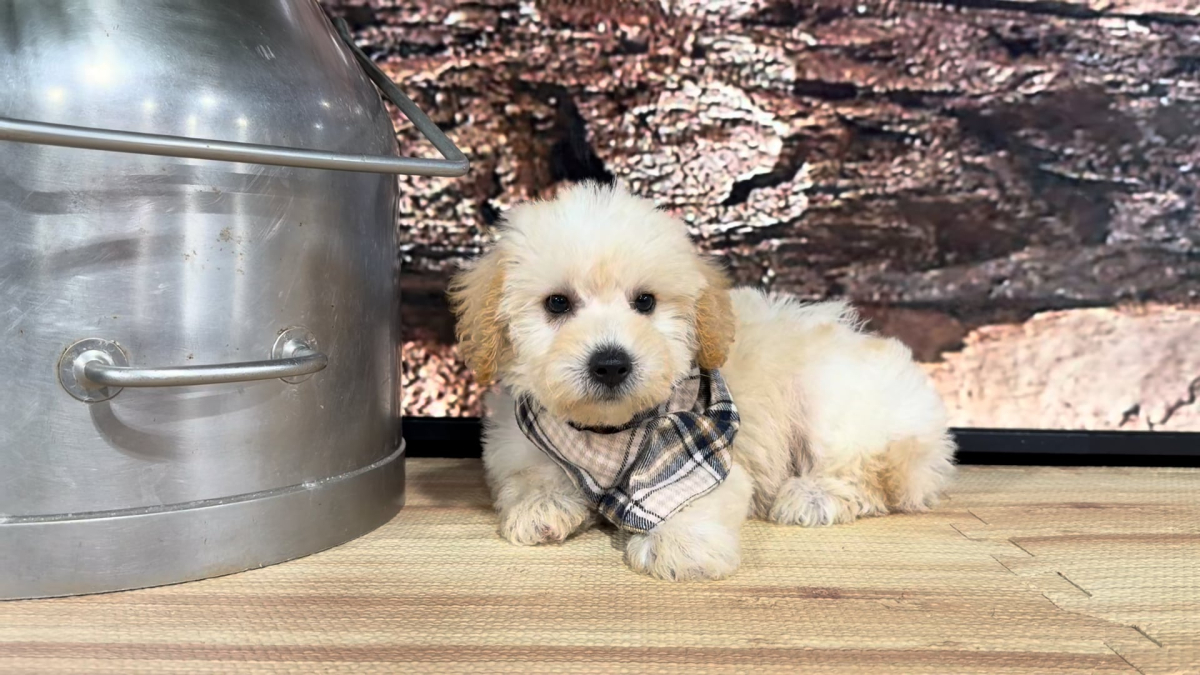 Teddypoo (Malshipoo) Peaches &amp; Creme M 9396