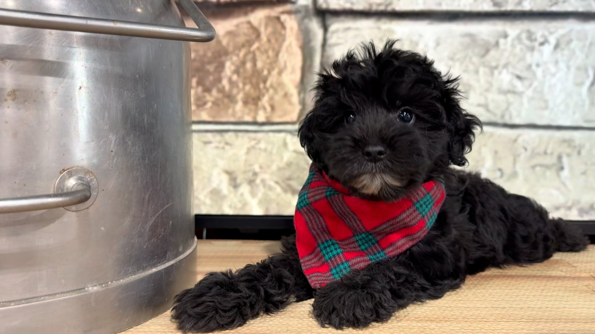 Yorkiepoo M 4789