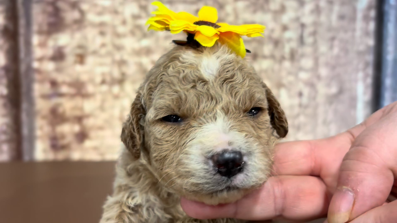 Mini Goldendoodle F1B Fancy Platinum Gold F 4906