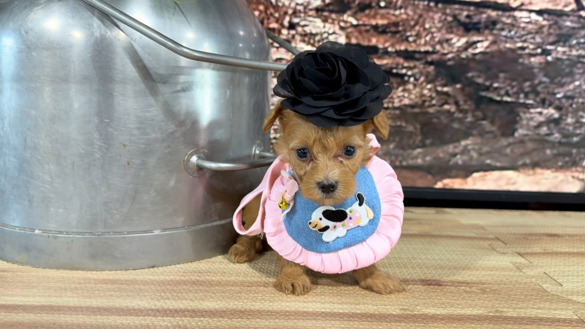 Yorkiepoo F 9384