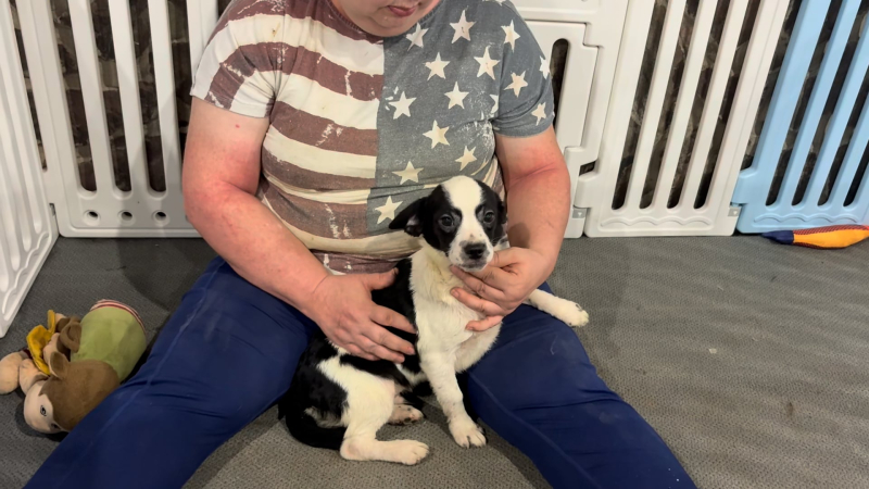 Poogle (Poodle X Puggle) M 4954