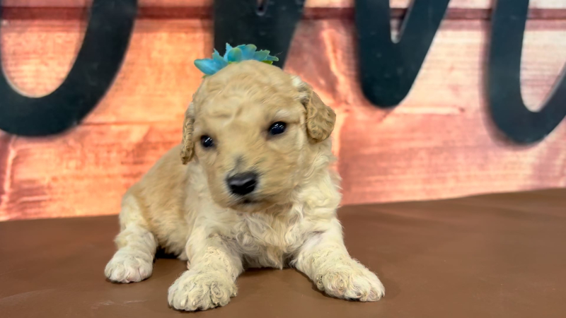 Maltipoo F 4718