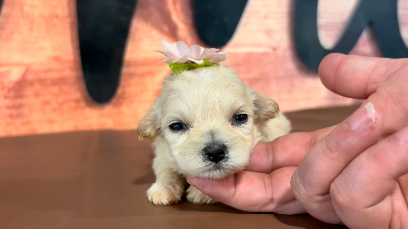 Maltipoo F 5073