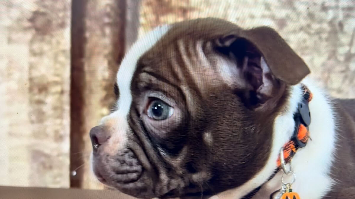 Boston Terrier M 5023