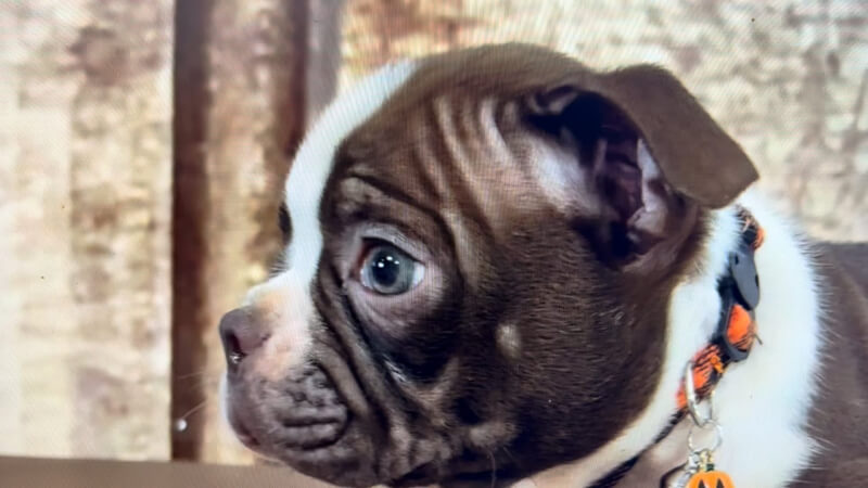 Boston Terrier M 5023