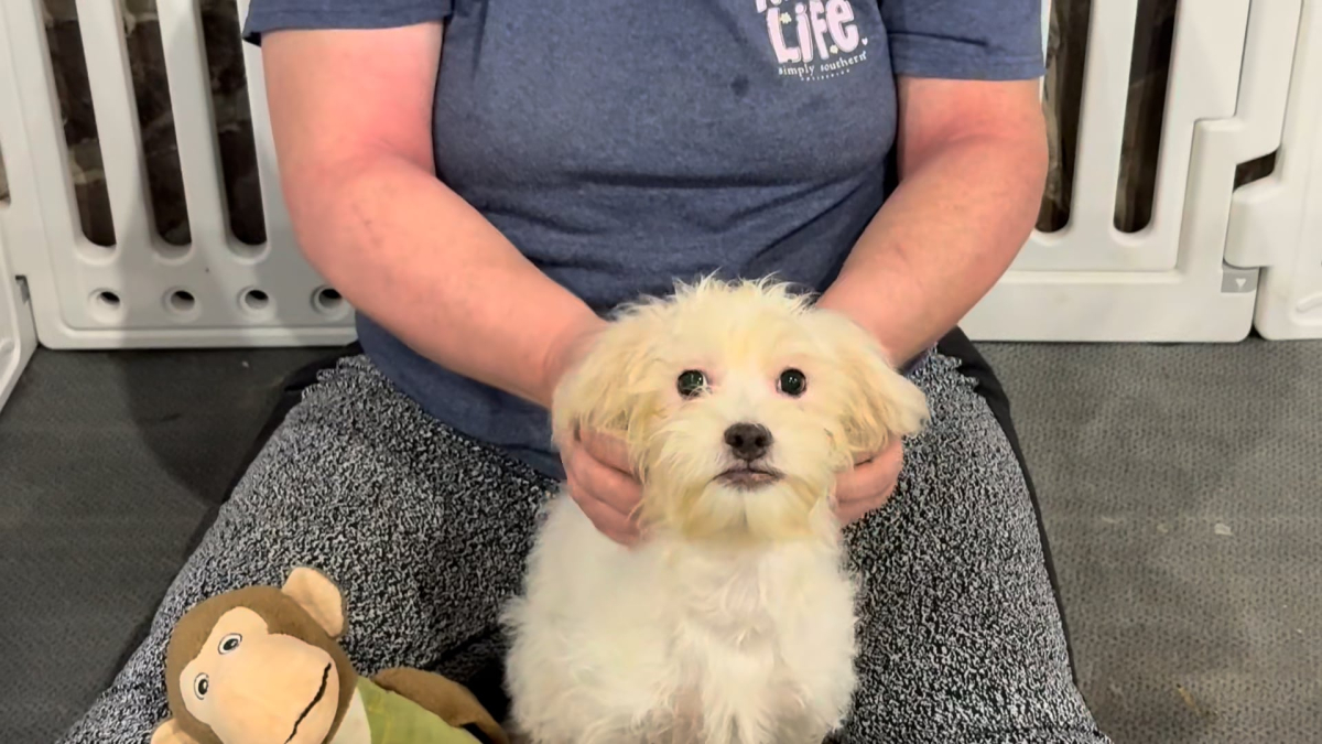 Morkiepoo F 4956