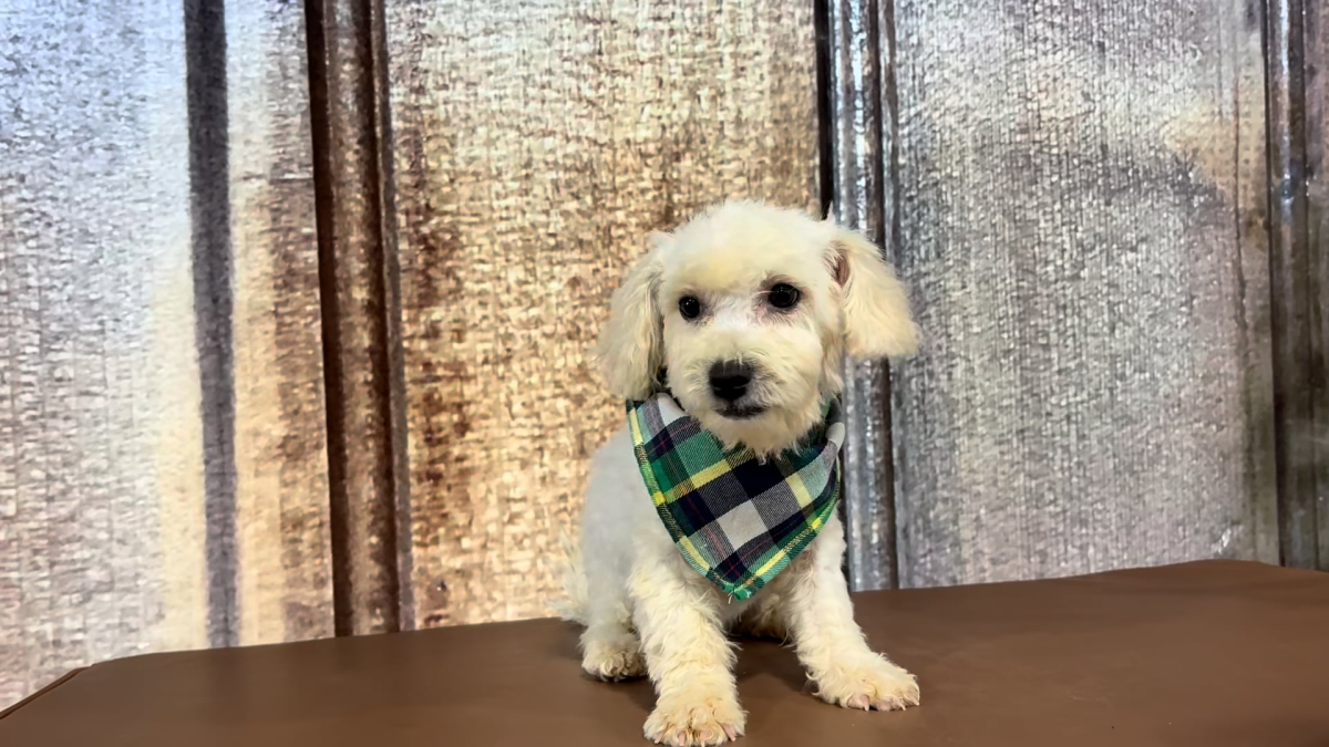 Teacup Malshipoo M 2268