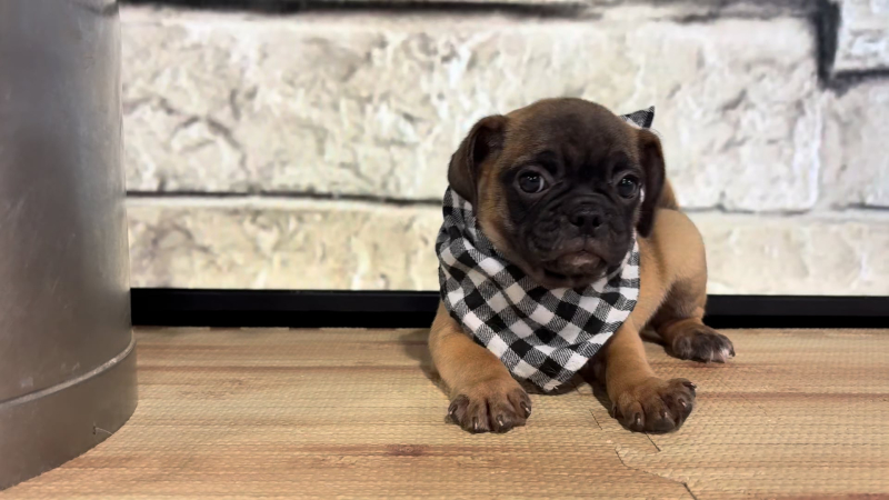 Puggle Fawn &amp; Black M 4791