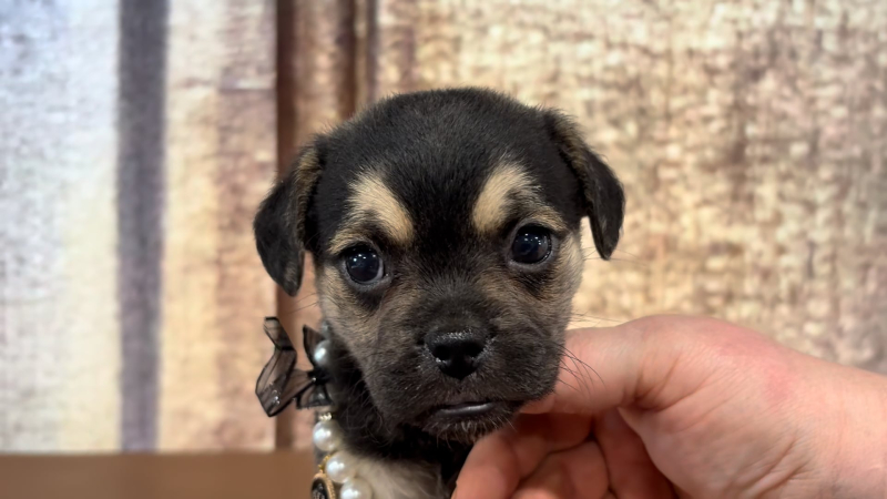 Teacup Morkiepoo F 4918