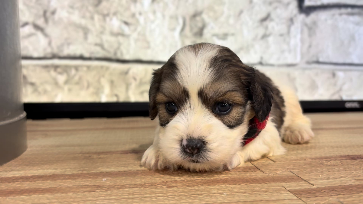 Cavapoo M 4874