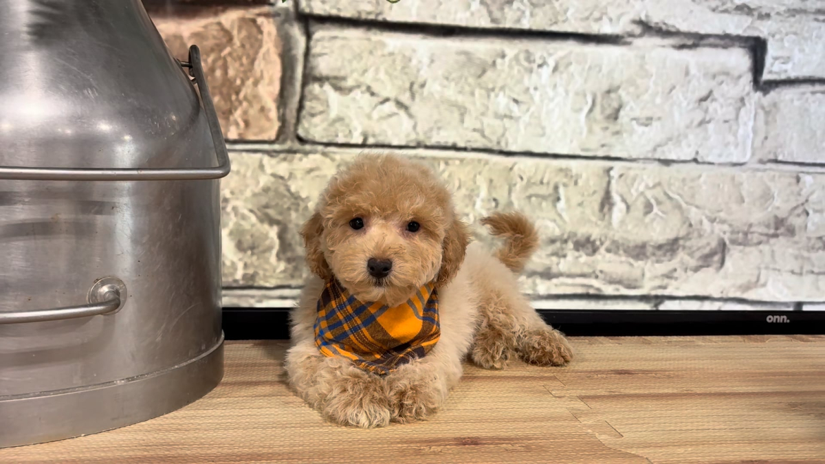 Maltipoo M 4964
