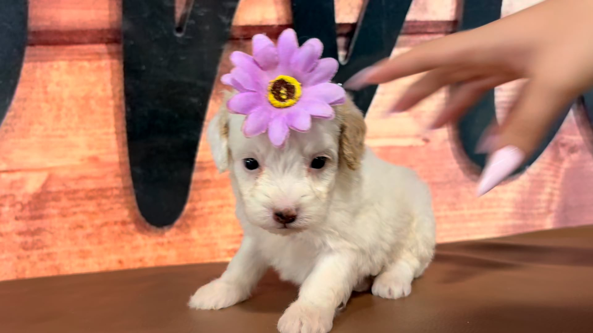 Mini Goldendoodle F 4763