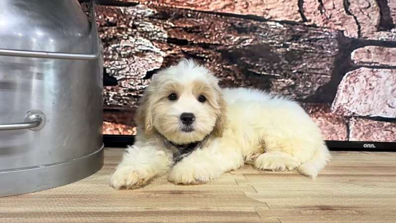 Cavapoo M 4879