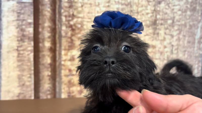 Teacup Shihpoo F 4853
