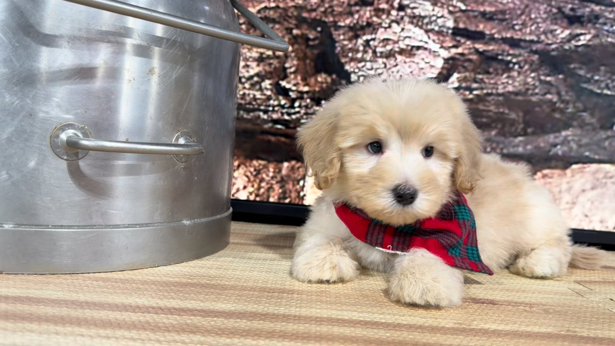 Teddypoo (Malshipoo) Peaches &amp; Creme M 9395