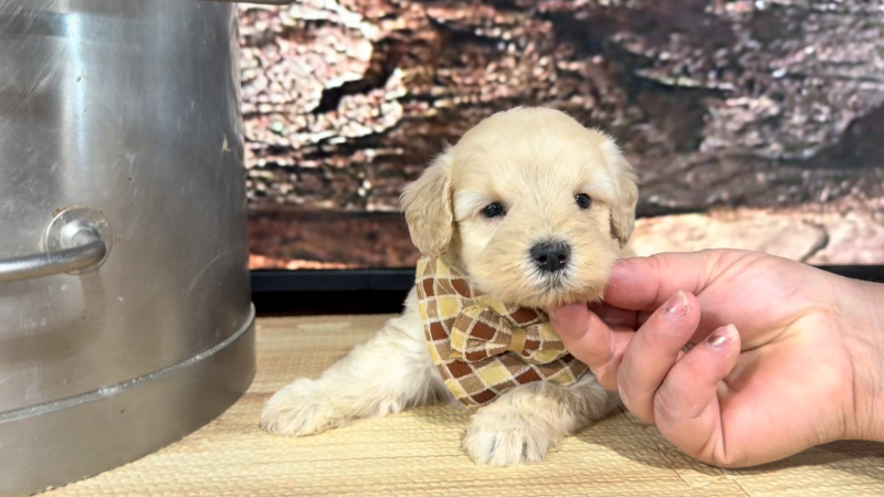 Teddypoo (Malshipoo) Peaches &amp; Creme M 9395
