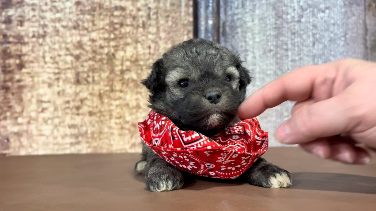 Teacup Maltipoo M 4947