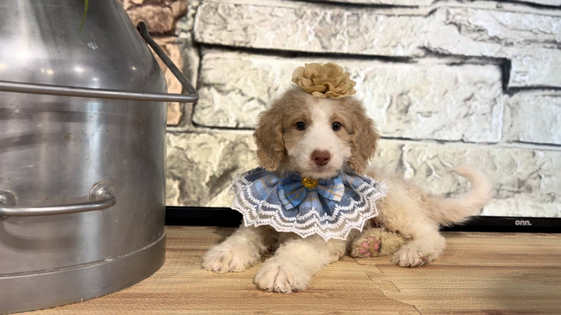 Mini Airedoodle (my fave) Heart Nose F 4774