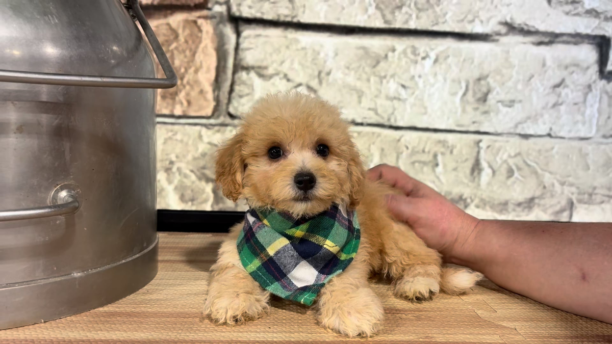 Maltipoo M 4792