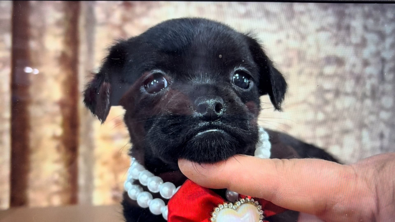 Teacup Morkiepoo F 4919