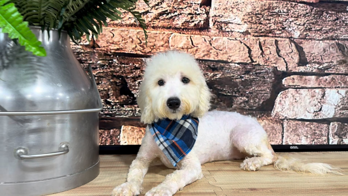 Maltipoo M 4701
