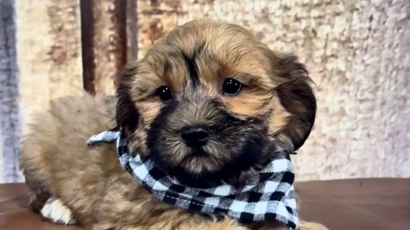 Toy Malshipoo M 5115