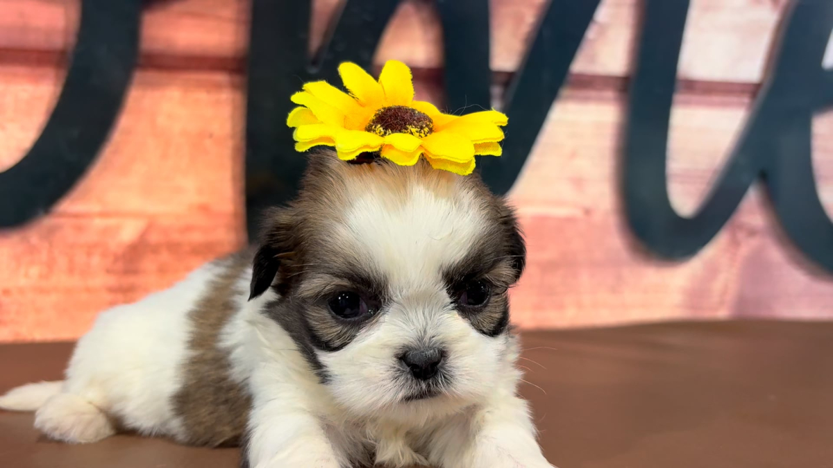 Shih Tzu F 5059