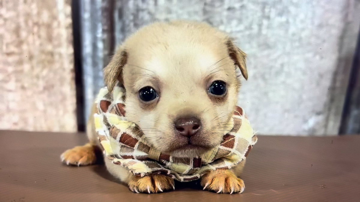 Teacup Chihuahua M 2297