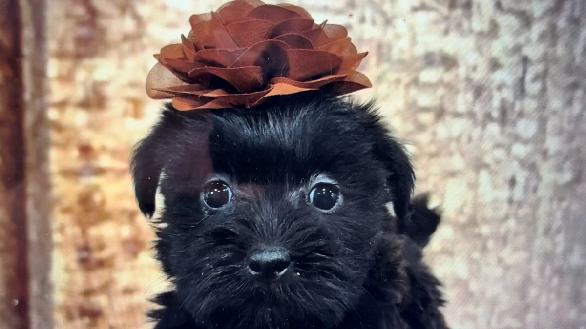 Teacup Shih Tzu F 4853