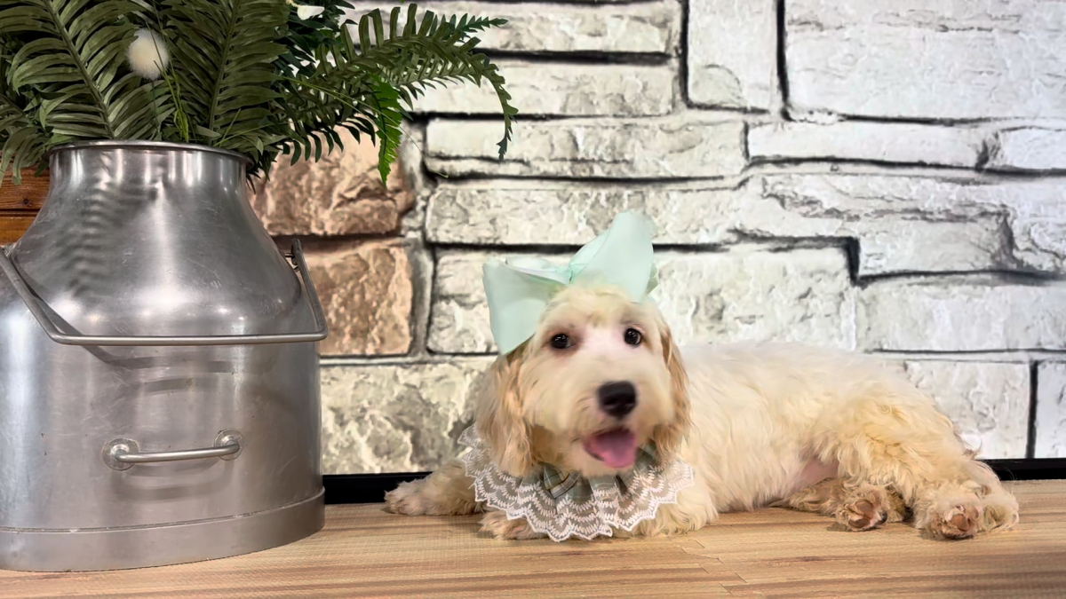 Cavapoo F 4948
