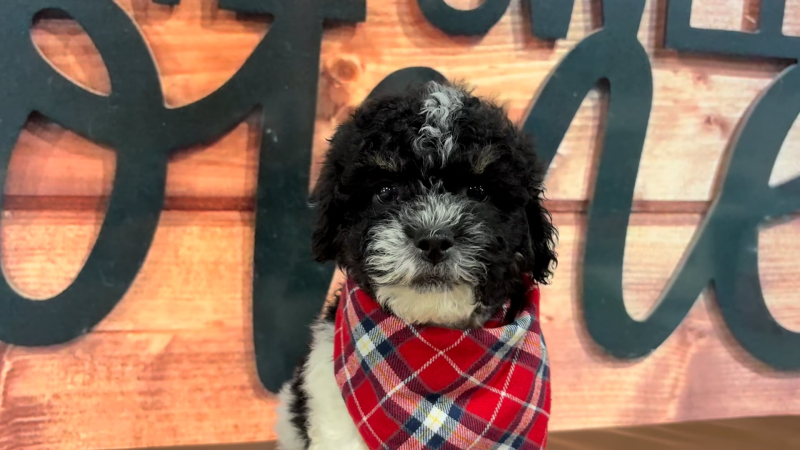 Malshipoo M 4706