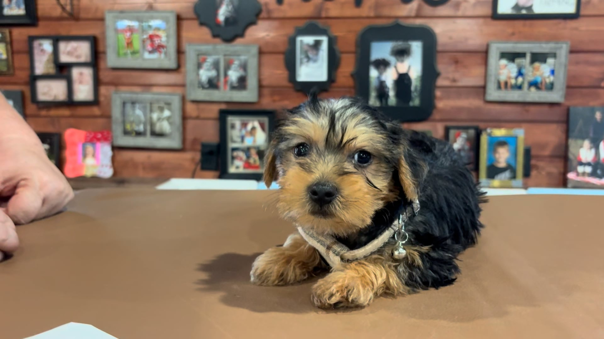 Yorkshire Terrier Male 4899
