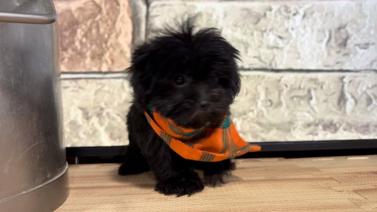Maltipoo M 4777