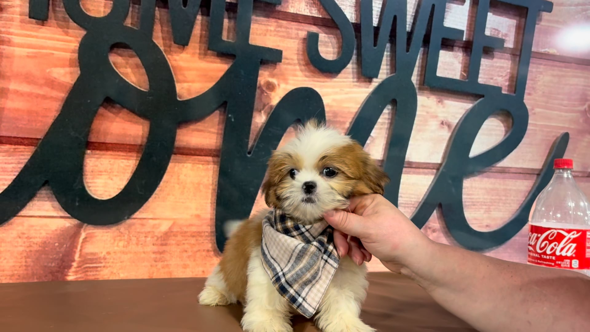 Imperial ShihTzu M 5056