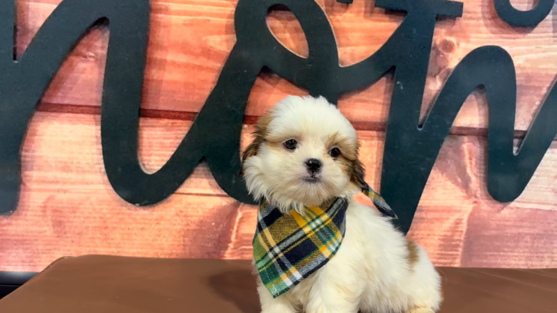 Imperial Shih Tzu M 5058