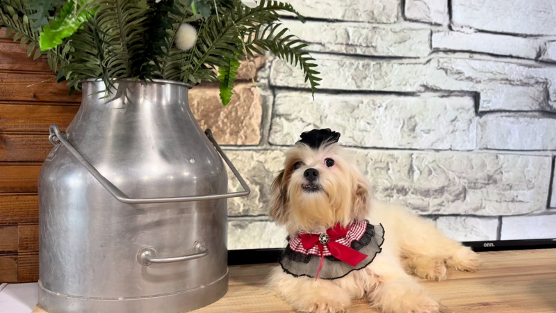 Morkiepoo F 4959