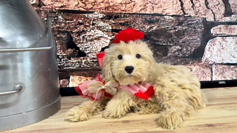 Maltipoo F 4783