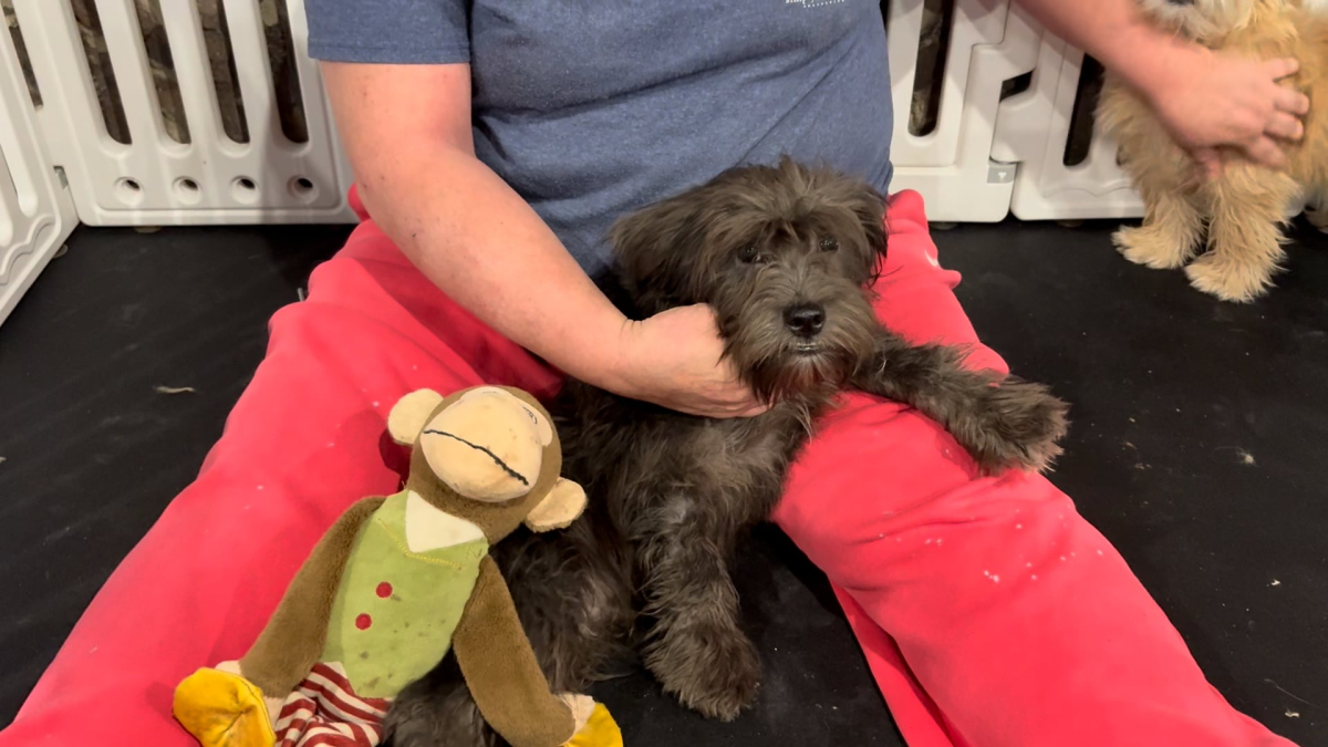 Shihpoo M 4857