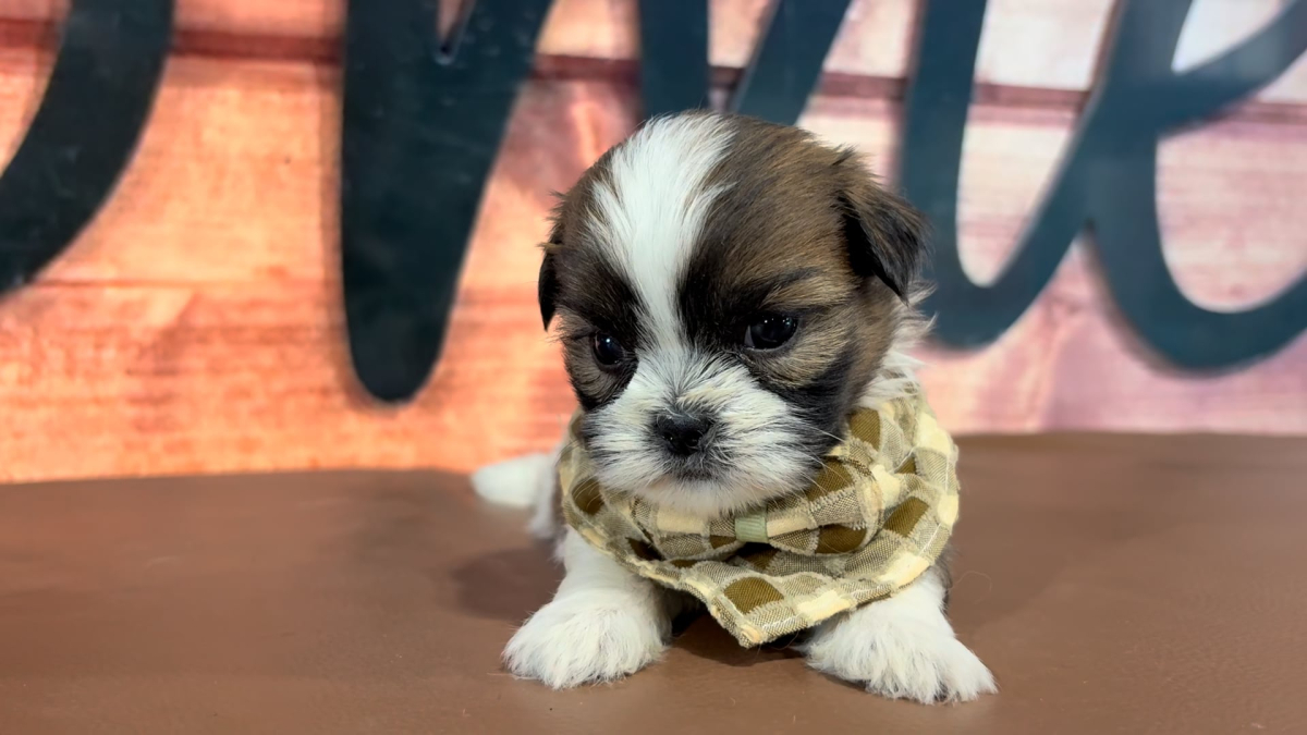 Shih Tzu M 5054