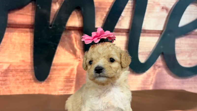 Mini Goldendoodle Fancy F 4971