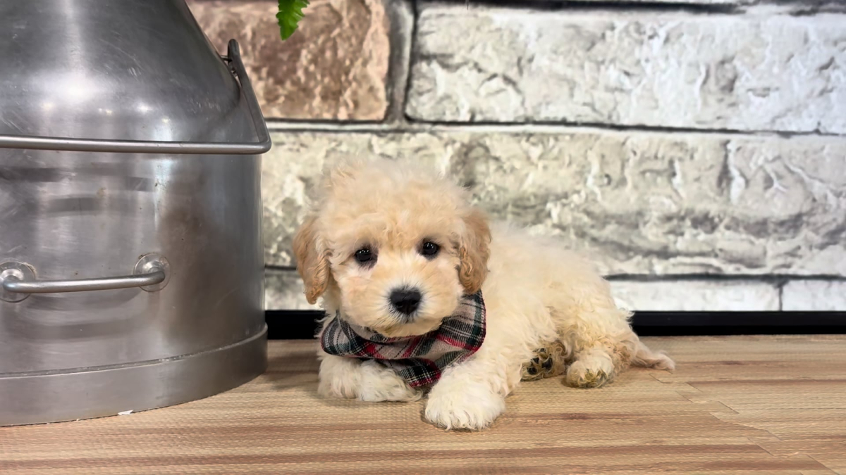 Maltipoo M 4702