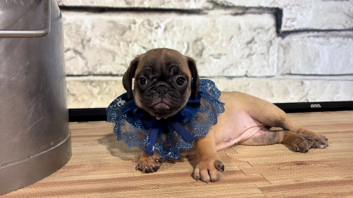 Puggle F 5063