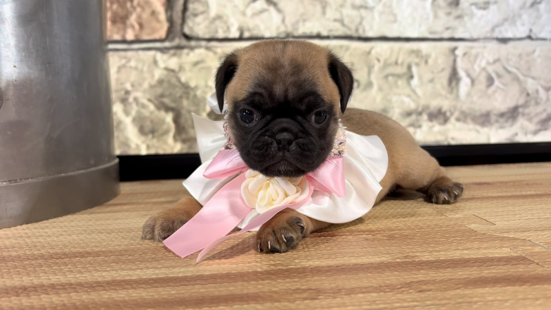 Puggle F 5063