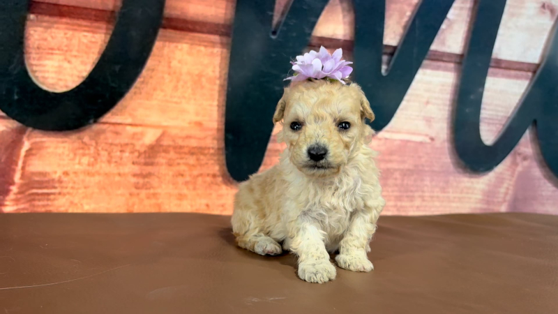Maltipoo F 4720