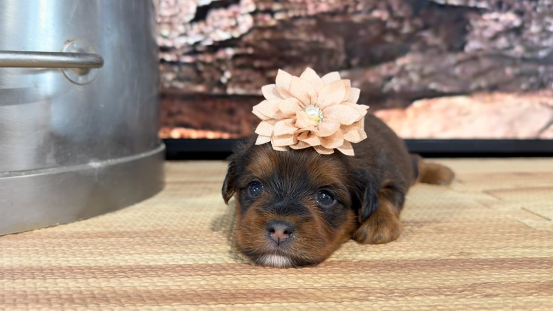 Teddy Bear Cinnamon Brindle F 9283