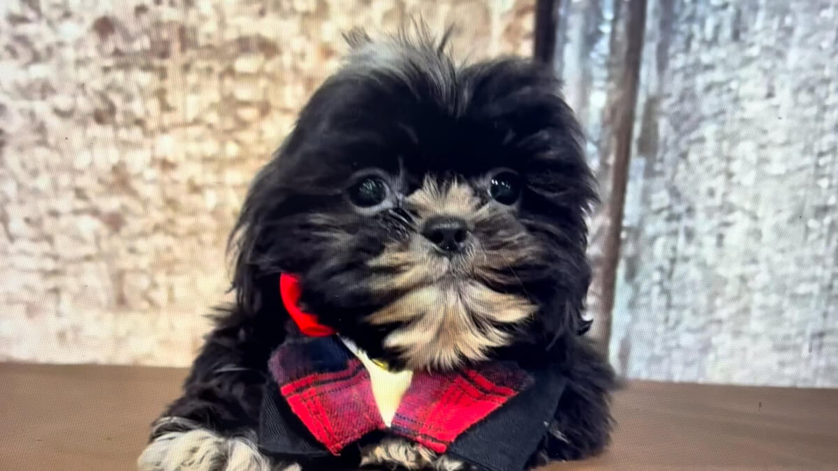 Teacup Shih Tzu M 4939